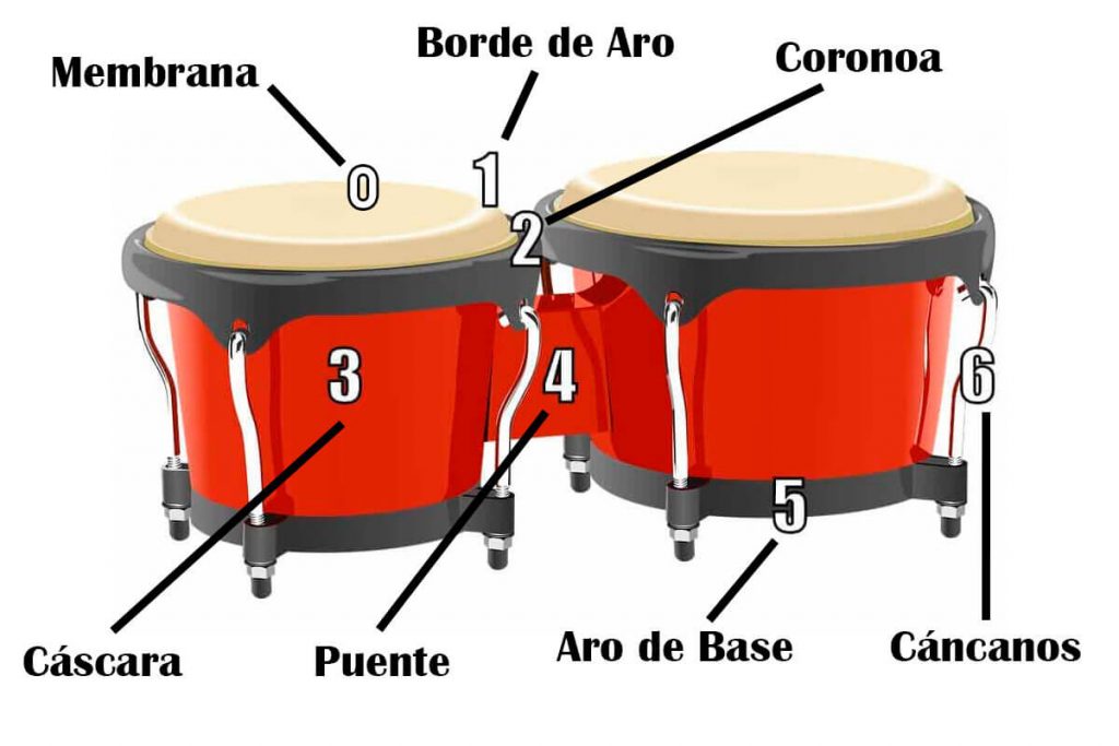 partes-del-bongo-actualizado